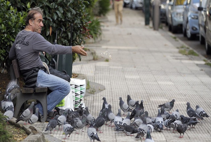 Conozca el país que sanciona con cárcel a quien alimente a las palomas