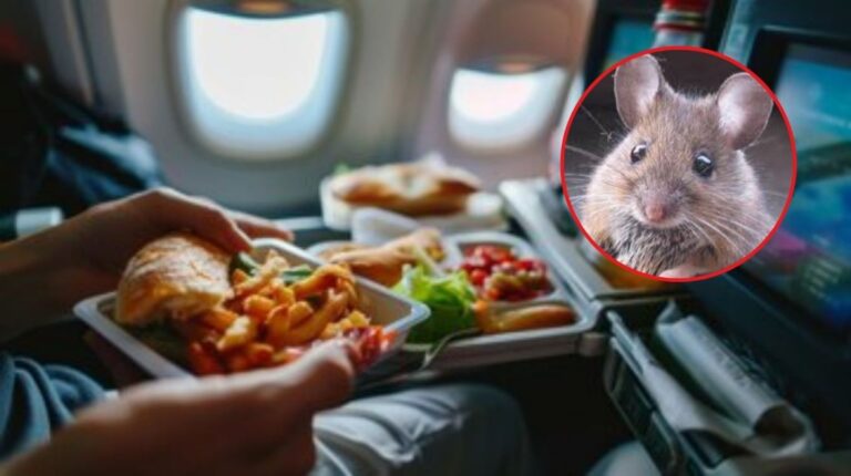 Avión aterrizó de emergencia luego que pasajera encontrara ratón vivo en su comida del vuelo