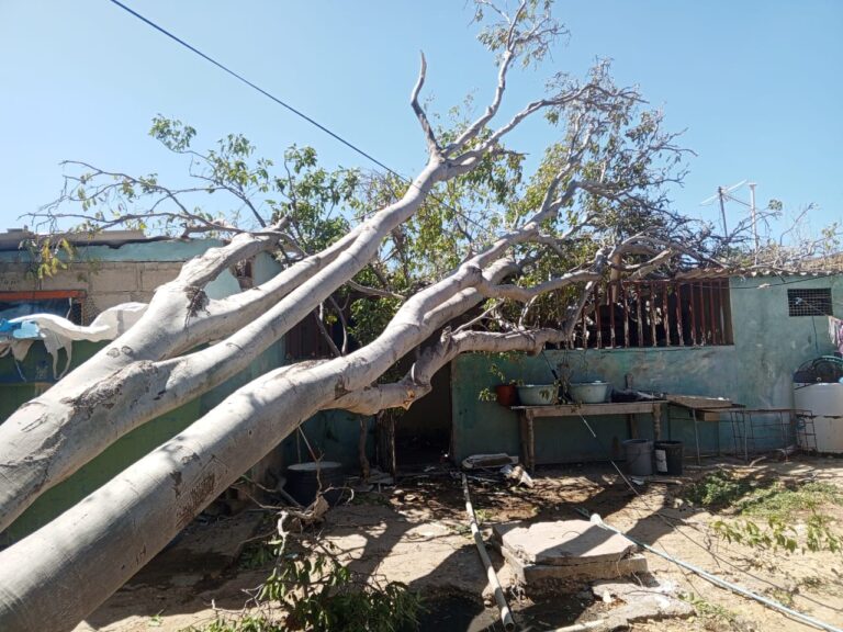 Reportan daños en vivienda en Tropicana tras caída de un árbol