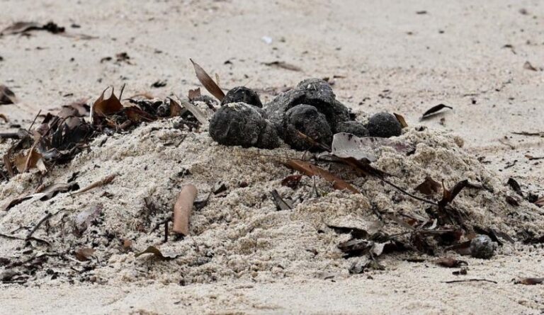 Cierran dos playas de Sídney por misteriosas bolas negras