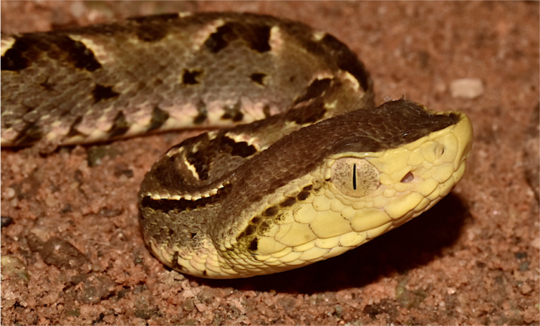 Niña es mordida por una serpiente en la parroquia Goajiro del municipio Buchivacoa