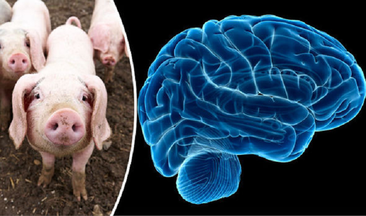 Los científicos revivieron el cerebro de un cerdo casi una hora después de su muerte