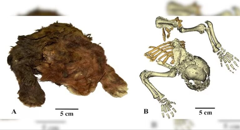 Encuentran momia de cachorro de gato dientes de sable de 35.000 años