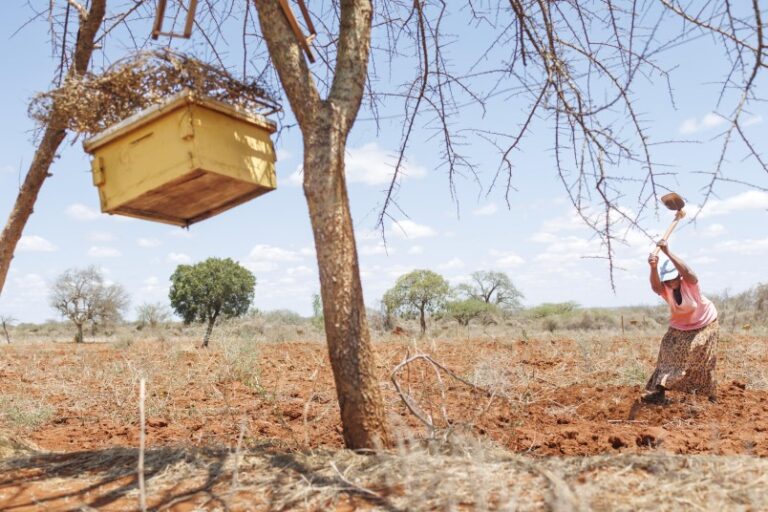 Las abejas ayudan a resolver un conflicto entre elefantes y agricultores en Kenia