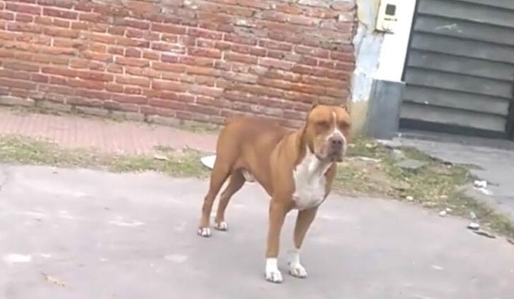 Perro pitbull desfiguró a un niño de 3 años en Maturín