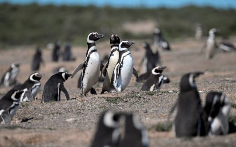 Condenan a un ganadero por la matanza de cientos de pingüinos en Argentina