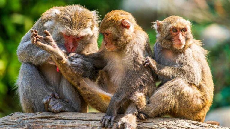 Al estilo «Planeta de los simios»: Escapan más de 40 monos de un laboratorio en Carolina del Sur