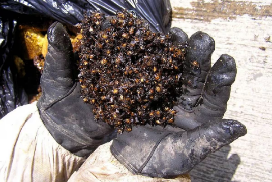 Niño murió tras ataque de abejas africanizadas