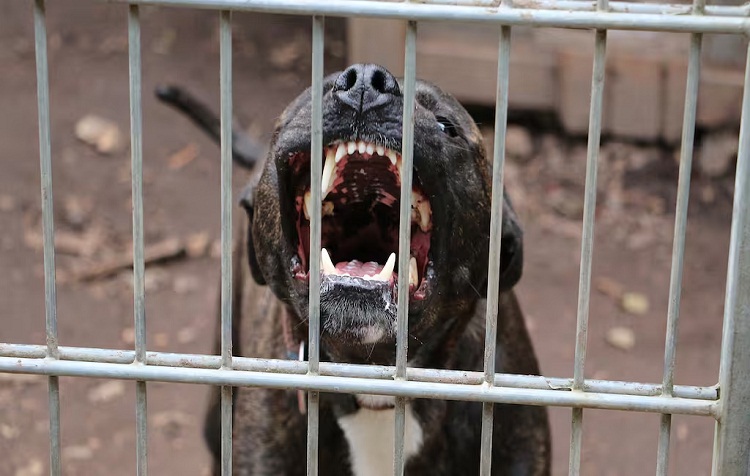 Abuela murió por ataque de un pitbull: su esposo, al enterarse, sufrió un infarto y también falleció