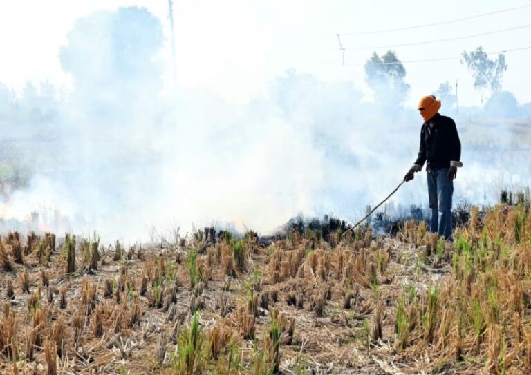 Agricultura intensiva y deforestación llevan al planeta al «borde del precipicio», según la ONU