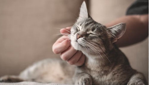 Demandó a su esposo por prestarle más atención al gato que a ella y esta fue la decisión del juez