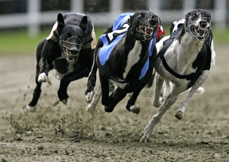 Nueva Zelanda prohíbe las carreras de galgos para el 2026