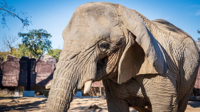 Muere en el zoo de Barcelona la elefanta más longeva de su especie