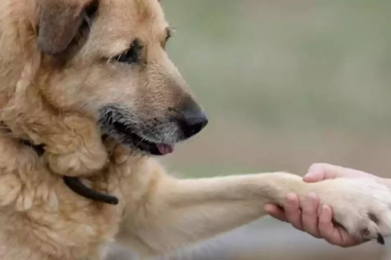 ¿A qué edad un perro se vuelve viejo?