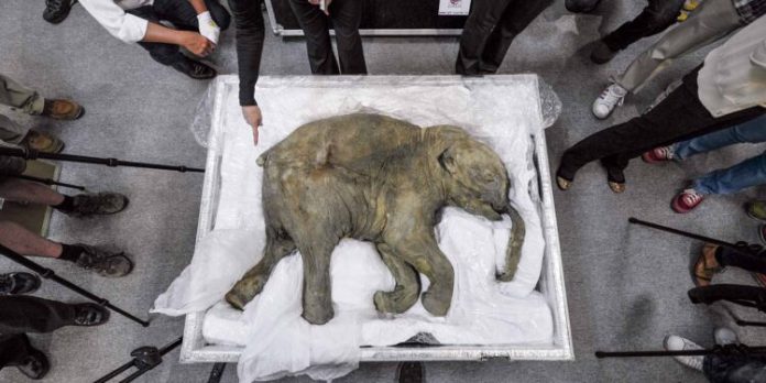 En perfecto estado de conservación descubren en Siberia un mamut bebé de 50.000 años