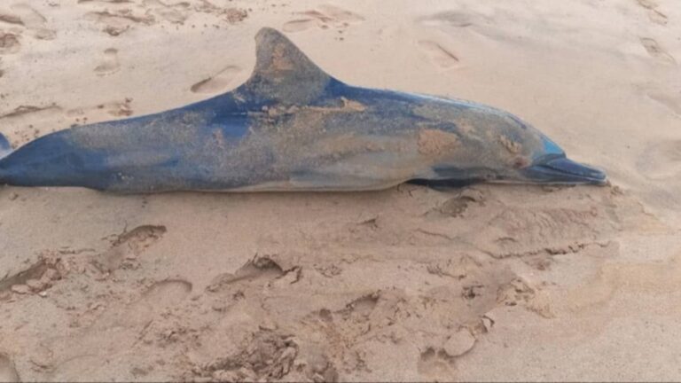 Muerte de delfines en aguas venezolanas alerta a las autoridades en Carúpano