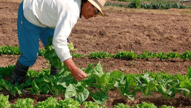 Productores agropecuarios solicitan al Gobierno nacional exonerar el pago de impuestos