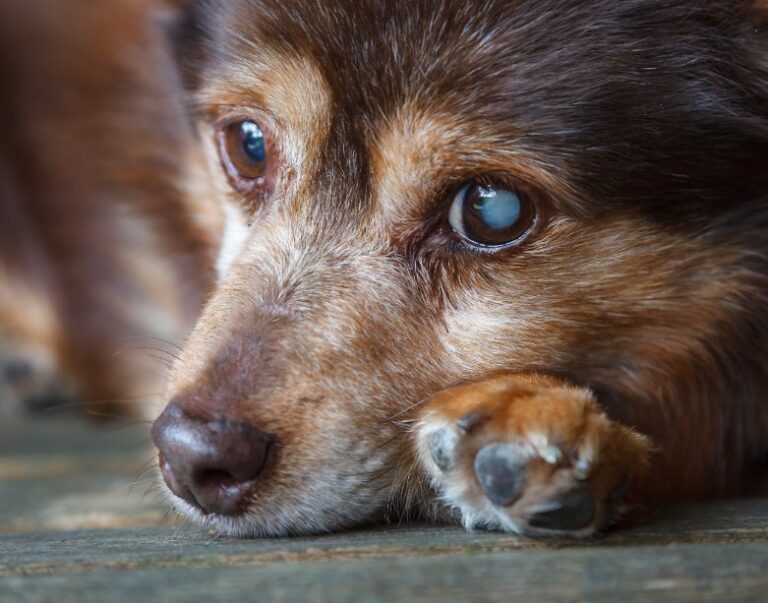 Señales que indican que tu perro se está quedando ciego